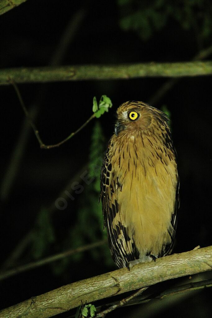 Buffy Fish Owl