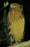 Buffy Fish Owl