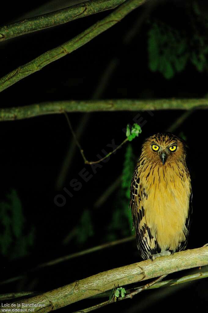 Buffy Fish Owl