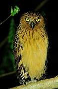 Buffy Fish Owl