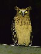 Buffy Fish Owl