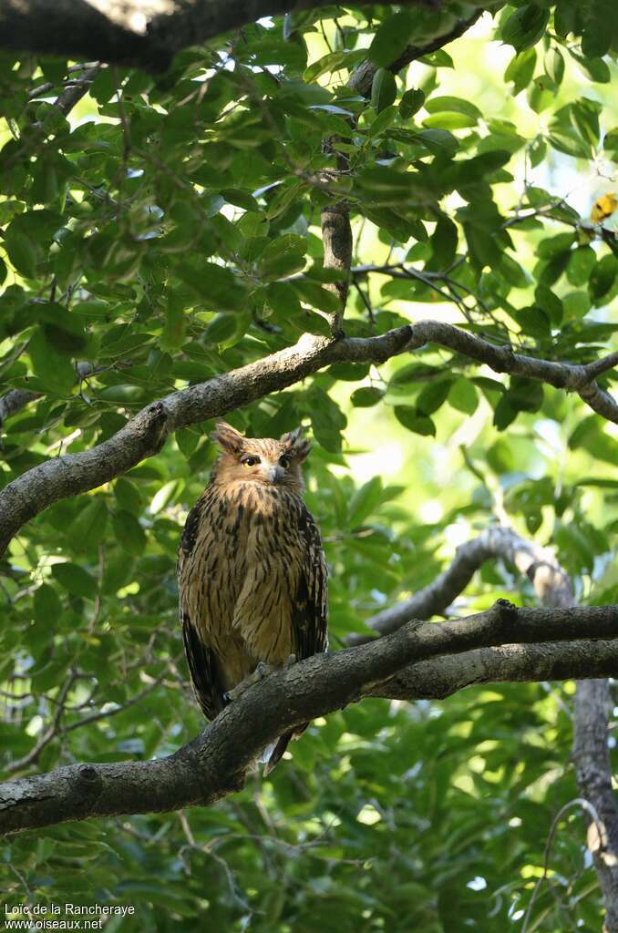 Tawny Fish Owl