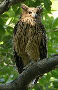 Tawny Fish Owl