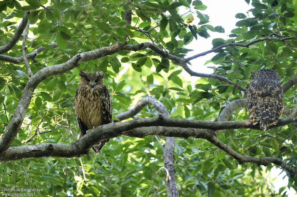 Tawny Fish Owl