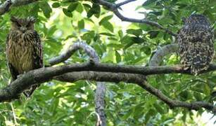 Tawny Fish Owl