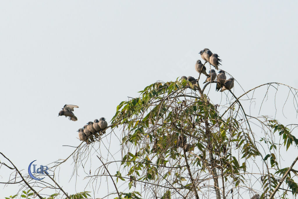 Ashy Woodswallow