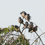 Ashy Woodswallow