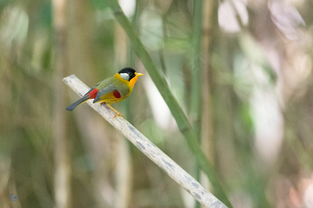 Silver-eared Mesia male