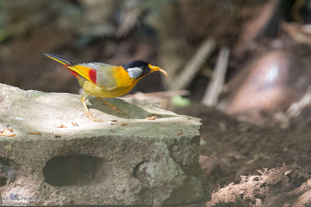 Silver-eared Mesiaadult, feeding habits