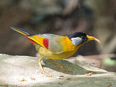 Silver-eared Mesia