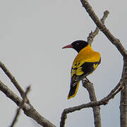 Black-hooded Oriole