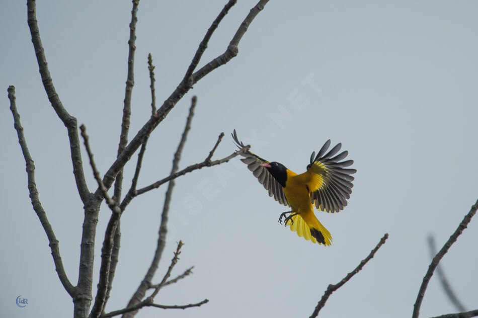 Black-hooded Oriole