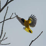 Black-hooded Oriole