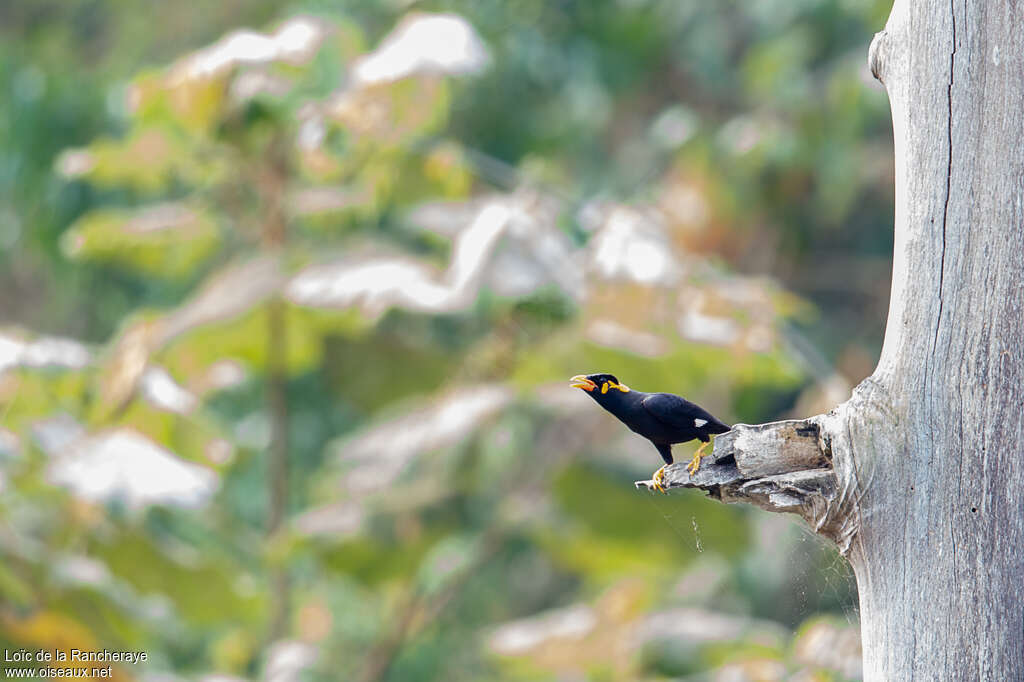 Common Hill Mynaadult, Reproduction-nesting, song