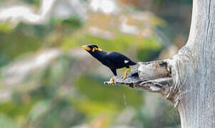 Common Hill Myna