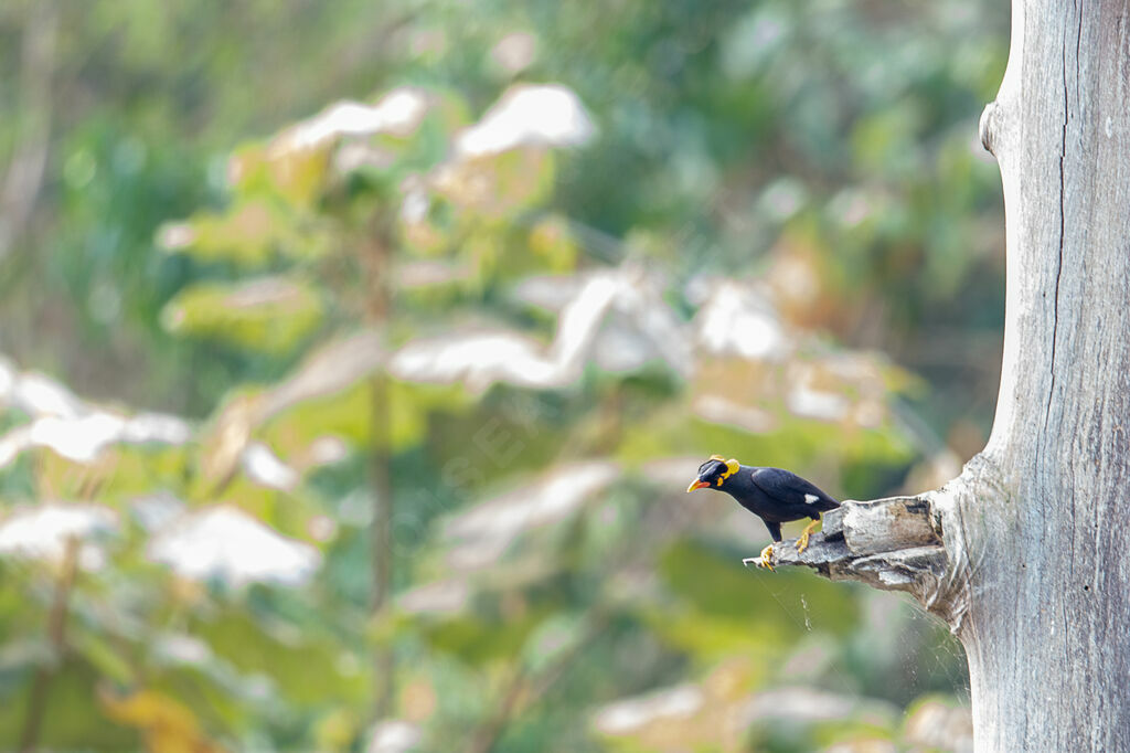 Common Hill Myna