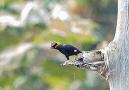 Common Hill Myna