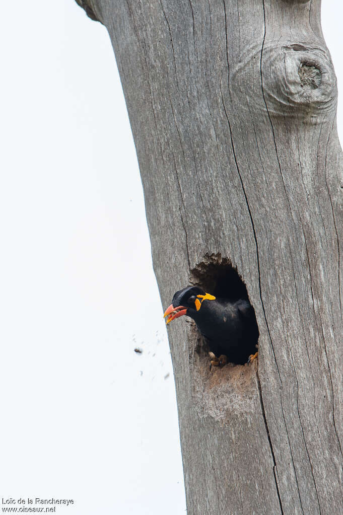 Common Hill Mynaadult, Reproduction-nesting