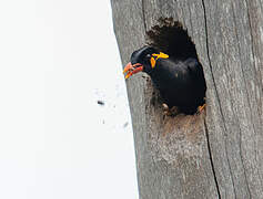 Common Hill Myna