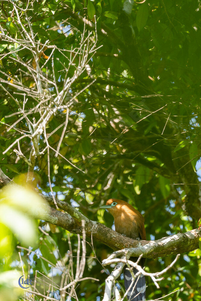 Raffles's Malkoha male