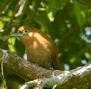 Raffles's Malkoha