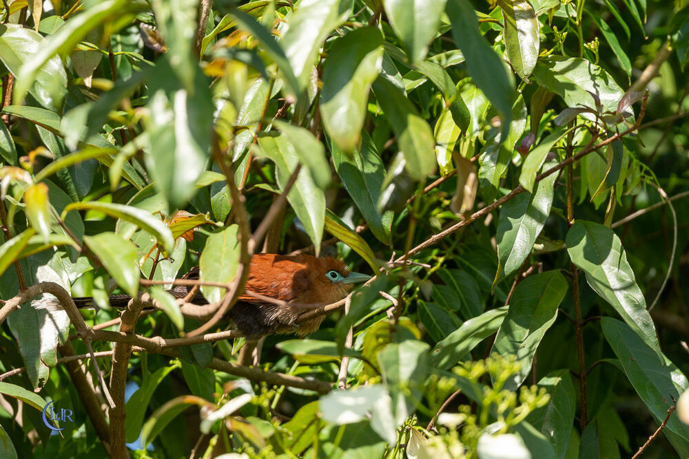 Raffles's Malkoha