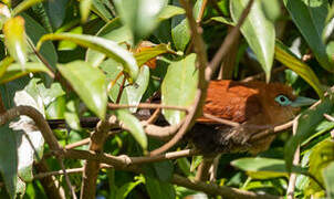 Raffles's Malkoha