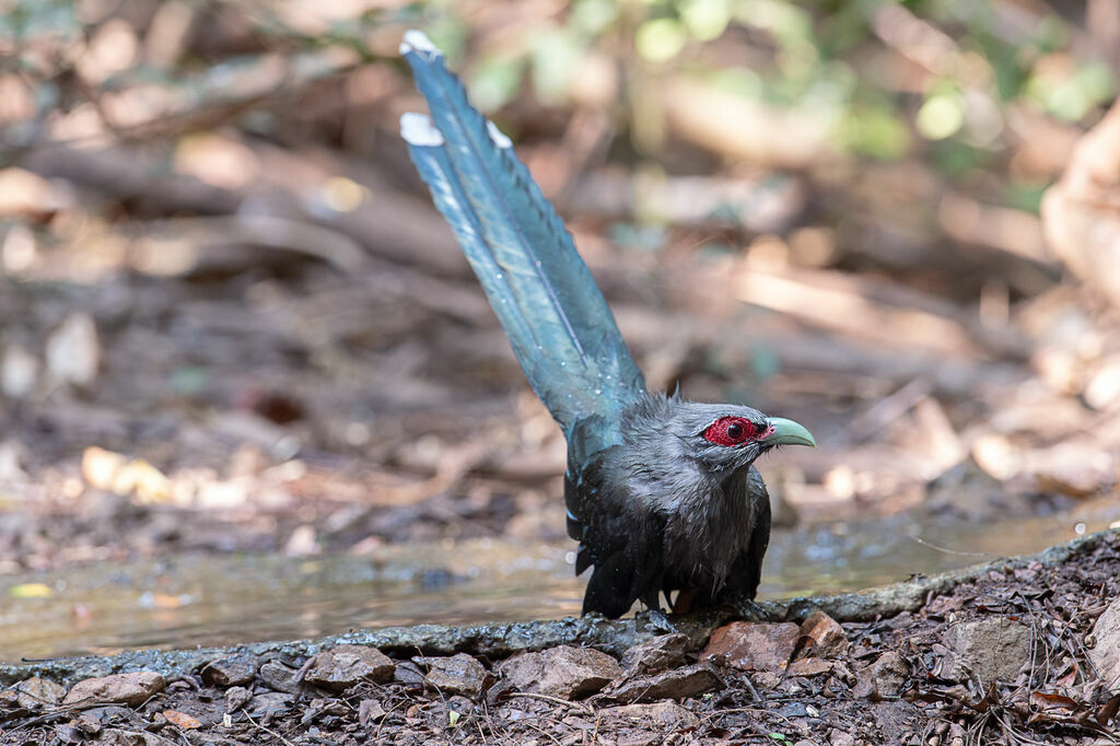 Green-billed Malkoha