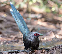 Green-billed Malkoha