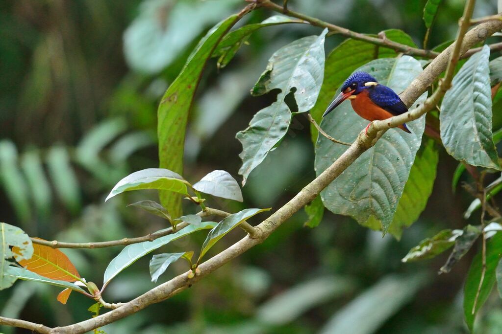 Blue-eared Kingfisher