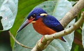 Blue-eared Kingfisher