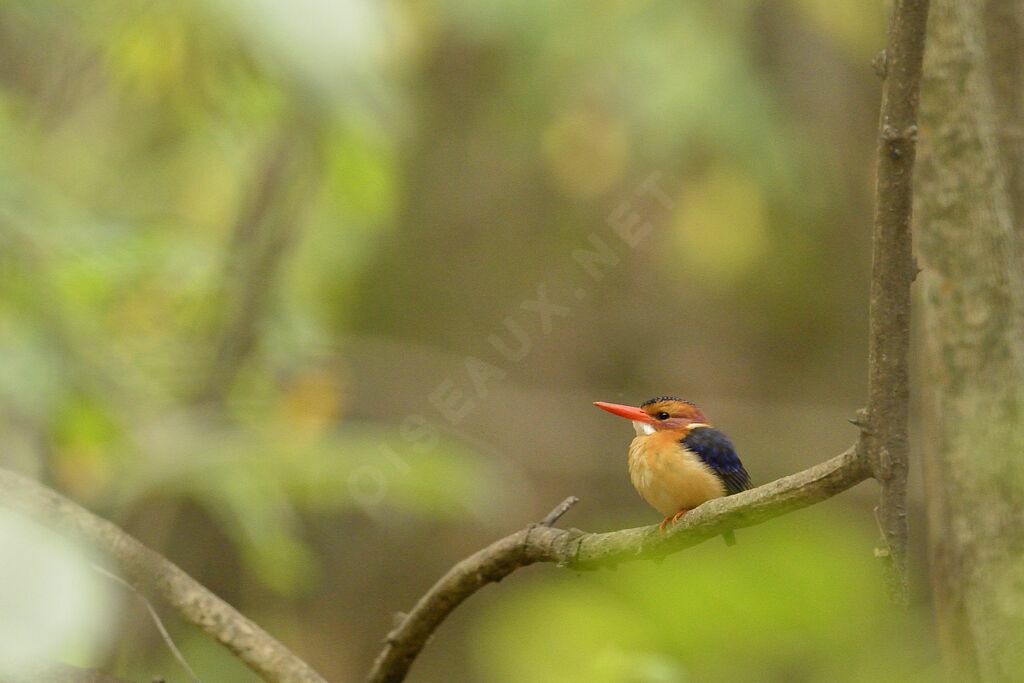 African Pygmy Kingfisher