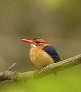 African Pygmy Kingfisher