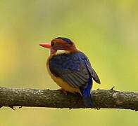 African Pygmy Kingfisher