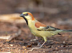 Plain-backed Sparrow