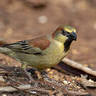 Moineau flavéole