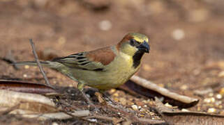 Plain-backed Sparrow