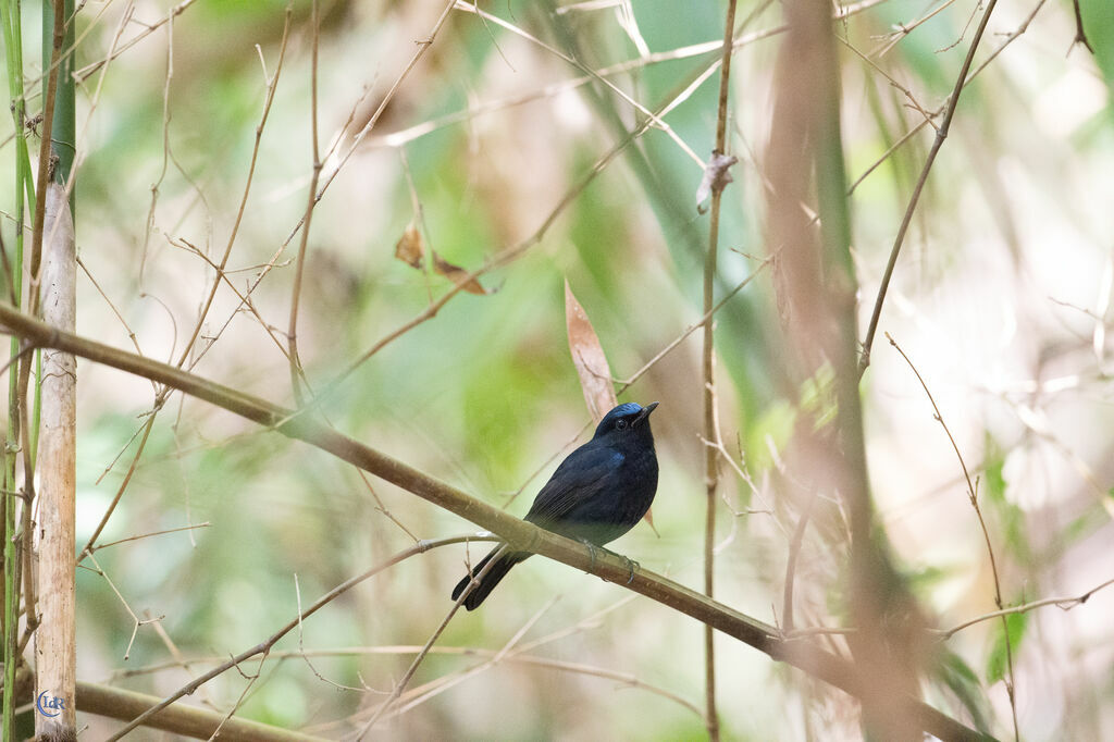 White-tailed Robin