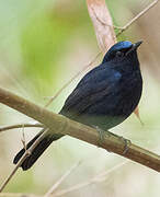 White-tailed Robin