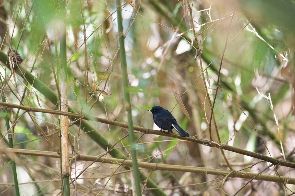 White-tailed Robin