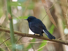 White-tailed Robin