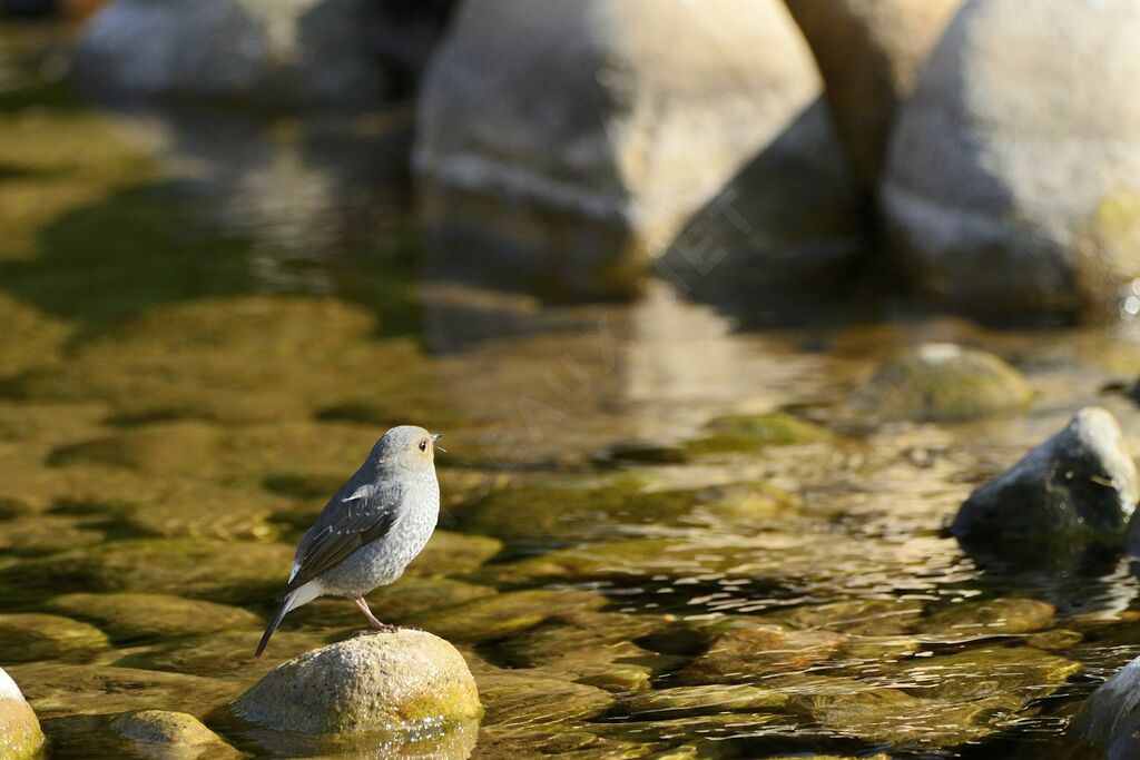 Plumbeous Water Redstart