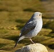 Plumbeous Water Redstart