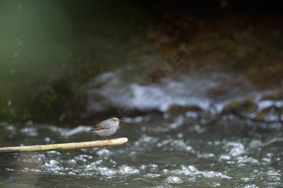 Plumbeous Water Redstart female