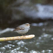 Plumbeous Water Redstart