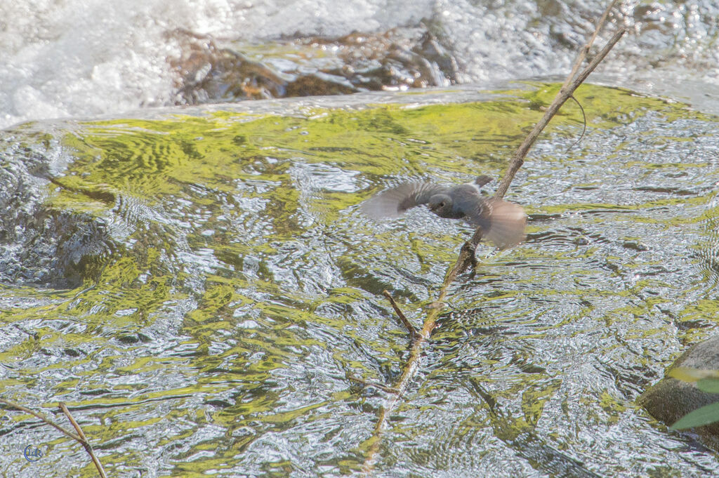 Plumbeous Water Redstart female, Flight