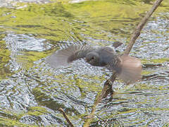 Plumbeous Water Redstart