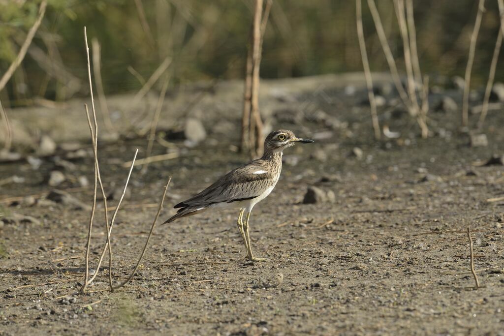 Senegal Thick-knee