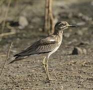 Senegal Thick-knee