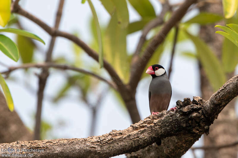 Java Sparrowadult, habitat, pigmentation